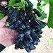 foto 50pcs/bag Seltene Finger Traubenkerne, erweitert Fruchtsamen, 3 Natürliches Wachstum Trauben Köstliche Bonsai Topfpflanzen für Hausgarten 2024-2023