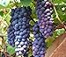 photo 30+ Thompson Grape Seeds Vine Plant Sweet Excellent Flavored Green Grape 2024-2023