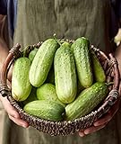 photo: You can buy Burpee Pick-A-Bushel Pickling Cucumber Seeds 30 seeds online, best price $5.74 ($0.19 / Count) new 2024-2023 bestseller, review