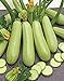 photo CEMEHA SEEDS - Zucchini Courgette Squash Bush Type 36 Days Non GMO Vegetable for Planting 2024-2023