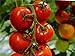foto Tomate - Harzfeuer F1 Hybrid - legendär - platzfest - krankheitsresistent - 10 Samen 2024-2023
