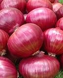 photo: You can buy Onion RED Creole Great Heirloom Vegetable Seeds by Seed Kingdom (5,000 Seeds) online, best price $12.89 new 2024-2023 bestseller, review