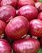 photo Onion RED Creole Great Heirloom Vegetable Seeds by Seed Kingdom (5,000 Seeds) 2024-2023
