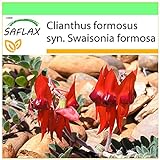 foto: comprar SAFLAX - Guisante del desierto de Sturt - 20 semillas - Clianthus formosus on-line, mejor precio 3,95 € nuevo 2024-2023 éxito de ventas, revisión
