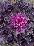 photo: You can buy flowering kale Flowering Cabbage - Coral Queen - 50 Seeds , ornamental kale online, best price $1.95 ($0.04 / Count) new 2024-2023 bestseller, review