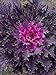 photo flowering kale Flowering Cabbage - Coral Queen - 50 Seeds , ornamental kale 2024-2023