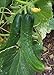 photo Japanese Climbing Cucumber Seeds - Tender, Crisp, and Delicious!! High yields!!!(25 - Seeds) 2024-2023