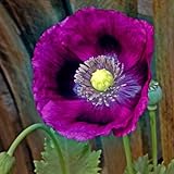 photo: You can buy Poppy Seeds - Laurens Grape - Packet, Purple, Flower Seeds, Open Pollinated, Attracts Pollinators, Dry Area Tolerant, Container Garden, Easy to Grow Maintain online, best price $5.45 ($34.06 / Ounce) new 2024-2023 bestseller, review