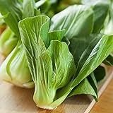 foto: comprar Semillas de col china Pak Choi - Brassica chinensis on-line, mejor precio 9,99 € nuevo 2024-2023 éxito de ventas, revisión