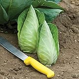 photo: You can buy David's Garden Seeds Cabbage Caraflex 9744 (Green) 25 Non-GMO, Hybrid Seeds online, best price $3.95 new 2024-2023 bestseller, review
