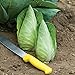 photo David's Garden Seeds Cabbage Caraflex 9744 (Green) 25 Non-GMO, Hybrid Seeds 2024-2023