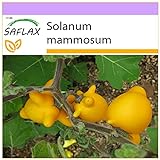 foto: comprar SAFLAX - Ubre de vaca - 10 semillas - Solanum mammosum on-line, mejor precio 3,95 € nuevo 2024-2023 éxito de ventas, revisión
