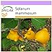 foto SAFLAX - Ubre de vaca - 10 semillas - Solanum mammosum 2024-2023