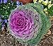 photo NIKA SEEDS - Vegetable Flowering Kale Mix (Ornamental Cabbage) Fringed - 50-100 Seeds 2024-2023