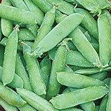 photo: You can buy Burpee Wando (Shelling) Pea Seeds 225 seeds online, best price $7.21 new 2024-2023 bestseller, review