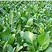 photo 1000Pcs Choy Sum Yu Choy Chinese Flowering Cabbage Seeds 2024-2023