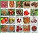 foto Tomaten Set 2 : TOP Qualität Saatgut aus Deutschland, 20 Sorten, Ohne Gentechnik, 100% samenfest, Tomate Fleischtomate Cherrytomate, Sammlung von Raritäten 2024-2023