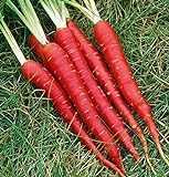 photo: You can buy Atomic Red Carrots, 250 Heirloom Seeds Per Packet, Non GMO Seeds, (Isla's Garden Seeds), Botanical Name: Daucus Carrota, 80% Germination Rates online, best price $5.99 ($0.02 / Count) new 2024-2023 bestseller, review