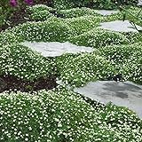 photo: You can buy Outsidepride Irish Moss Ground Cover Plant Seed - 10000 Seeds online, best price $9.99 ($0.00 / Count) new 2024-2023 bestseller, review