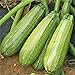 photo Grey Zucchini Squash Seeds | Mexican Gray Calabacita Summer Courgette Kousa / 20 Seeds by OrginBud 2024-2023