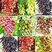 photo SAVIORD 100pcs Mixed Sweet Seedless Grape Fruit Seeds 2024-2023