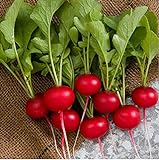 photo: You can buy David's Garden Seeds Radish Rover (Red) 200 Non-GMO, Hybrid Seeds online, best price $3.45 new 2024-2023 bestseller, review