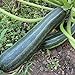foto Coucourzelle Zucchini Samen für ca. 10 Pflanzen - gestreifte Früchte, ertragreich 2024-2023