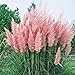 photo 300 Ornamental PINK PAMPAS GRASS SEEDS FLOWERING PERENNIAL HUGE BLOOMS 2024-2023