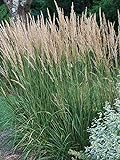 photo: You can buy Perennial Farm Marketplace Calamagrostis a. 'Karl Foerster' (Feather Reed) Ornamental Grasses, Size-#1 Container, Yellow Spikes online, best price $13.45 new 2024-2023 bestseller, review