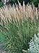 photo Perennial Farm Marketplace Calamagrostis a. 'Karl Foerster' (Feather Reed) Ornamental Grasses, Size-#1 Container, Yellow Spikes 2024-2023