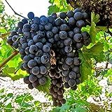photo: You can buy 50+ Fresh Delicious Black Grape Round Variety Seeds online, best price $7.99 ($0.16 / Count) new 2024-2023 bestseller, review