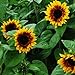 photo 50+ ct (AA) Sunflower : Pro Cut Bicolor Sunflower Fresh 2024-2023