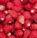 foto: jetzt Monatserdbeere Red Wonder - Wald-Erdbeere - 100 Samen Online, bester Preis 1,60 € neu 2024-2023 Bestseller, Rezension