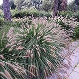 photo: You can buy Outsidepride Chinese Fountain Ornamental Grass Seed - 100 Seeds online, best price $6.49 ($0.06 / Count) new 2024-2023 bestseller, review