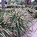 photo Outsidepride Chinese Fountain Ornamental Grass Seed - 100 Seeds 2024-2023