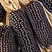 foto Semillas de maíz negro, 1 bolsa de semillas de maíz dulce natural ligero de maíz rústico Ideal Semilla para jardinería regalo al aire libre 2024-2023
