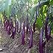 photo Long Purple Eggplant Seed for Planting | 150+ Seeds | Non-GMO Exotic Heirloom Vegetables | Great Gardening Gift 2024-2023