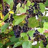 photo: You can buy Wild Grape Vine Seeds (Vitis riparia) Packet of 10 Seeds online, best price $8.97 ($0.90 / Count) new 2024-2023 bestseller, review