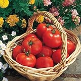 photo: You can buy Burpee 'Early Girl' Hybrid | Red Slicing Tomato | Rich Flavor & Aroma | 125 Seeds online, best price $10.46 new 2024-2023 bestseller, review