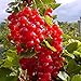 foto Müllers Grüner Garten Shop Rosetta, großfrüchtige rote Johannisbeere, aromatischer Geschmack, Busch im 3 Liter Topf 2024-2023