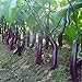 foto 100 piezas semillas de berenjena larga blancos asiáticos semillas de frutas y verduras planta alta tasa de germinación para el hogar y jardín planta fácil de cultivar 2024-2023