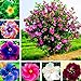 foto Semillas para plantar, 300pcs/Bag Semillas de Hibiscus Magnífica Forma Gigante Mezcla Color Rústico Semillas de Flores para Balcón - Hibiscus Seeds# 2024-2023