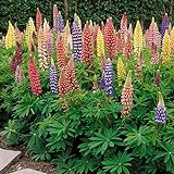 photo: You can buy Outsidepride Lupine Russells Plant Flower Seed - 500 Seeds online, best price $6.49 ($0.01 / Count) new 2024-2023 bestseller, review