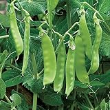 photo: You can buy Burpee Oregon Sugar Pod II (Organic) Pea Seeds 200 seeds online, best price $8.91 ($0.04 / Count) new 2024-2023 bestseller, review