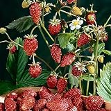 photo: You can buy David's Garden Seeds Fruit Strawberry Mignonette 2210 (Red) 50 Non-GMO, Heirloom Seeds online, best price $4.45 new 2024-2023 bestseller, review