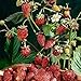 photo David's Garden Seeds Fruit Strawberry Mignonette 2210 (Red) 50 Non-GMO, Heirloom Seeds 2024-2023