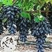 foto Samen für Pflanzen, 100 Stück schwarze Finger Traubenkerne leckere Obstpflanze Garten Bonsai Dach Dekor – Traubensamen 2024-2023