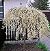 foto Salix caprea Pendula Kilmarnock hängende Kätzchenweide Weide Stamm Stämmchen viele Größen (Stammhöhe 60 cm) 2024-2023