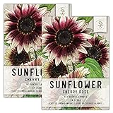 photo: You can buy Seed Needs, Cherry Rose Sunflower (Helianthus annuus) Twin Pack of 50 Seeds Each online, best price $8.85 ($0.09 / Count) new 2024-2023 bestseller, review