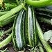 foto Zucchini - Italian Striped - 8 Samen 2024-2023